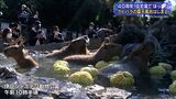 冬の風物詩　カピバラの露天風呂＝静岡・伊東市|TBS NEWS DIG