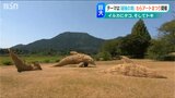 小学生の育てた稲わらが…大学生の協力で こだわりのつまった巨大アートに変身!|TBS NEWS DIG