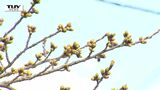 早朝に雪が舞ったところも... 県内はこのあと多くの所で晴れ(山形) | 山形のニュース│TUYテレビユー山形