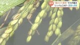 「いっぺんに水が…」渇水が一転記録的な豪雨 川が越水し田んぼが冠水 コメ農家が孤立 富山・高岡市 | 富山のニュース|天気・防災|チューリップテレビ