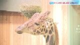 「おびひろ動物園」3頭のキリンが引っ越し成功《全国初》2階から観察できるガラス張り展示室が一般公開　|　北海道のニュース｜HBC北海道放送