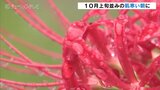 10月上旬並みの肌寒い朝 松川べりで彼岸花見ごろ 富山|TBS NEWS DIG