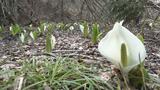 国道338号沿いの湿地帯に『約100株』　“春を告げる”白い可憐な花「ミズバショウ」　『変わらぬ美しさ』見頃に　|　青森のニュース│ATV NEWS│青森テレビ
