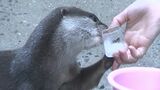 11日連続猛暑日の香川県 水族館にいる動物たちもぐったり食欲不振に「えさを食べない日も」【香川】|TBS NEWS DIG