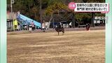 宮崎市の公園で野生シカ出没! 専門家「絶対に近寄ってはダメ」 | MRTニュース | MRT宮崎放送