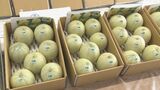 平均糖度は「16.9」　特産「プリンスメロン」今年も良い出来栄え　ふるさと納税の返礼品としても人気　|　BSSニュース | BSS山陰放送