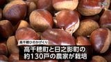 高千穂町と日之影町で生産 「高千穂ひのかげくり」の出荷始まる |TBS NEWS DIG