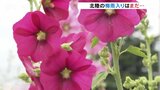 車窓の風景を華やかに　沿線のタチアオイ見ごろ　湿った空気と気圧の谷で曇り　富山　|　富山のニュース｜天気・防災｜チューリップテレビ
