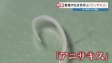 【世界初の電撃！】サバやサンマなどに潜む"アニサキス"食中毒　魚は焼かずに「寄生虫だけ」不活化する3万ボルトのパルスパワー装置を開発　熊本大学　|　熊本のニュース｜RKK NEWS｜RKK熊本放送
