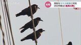 まちなかのカラス被害に打って出る!次なる作戦「高岡の陣」の勝算は? 富山・高岡市 | 富山のニュース|天気・防災|チューリップテレビ
