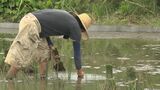 重労働でも全て手植え い草「ビーグ」の植え付け作業 うるま市 | 沖縄のニュース|RBC 琉球放送