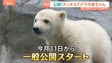 「白いもふもふ」ホッキョクグマの赤ちゃんを一般公開　秋田・男鹿水族館　名前は？|TBS NEWS DIG