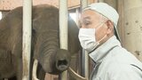 ゾウとともに37年　定年退職前に男性飼育員は何を思う　|　宮城のニュース│tbc NEWS│tbc東北放送