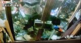 七面鳥1羽が食べられる被害 防犯カメラにクマの姿 宮城・加美町でクマの目撃情報 | 宮城のニュース│tbc NEWS│tbc東北放送