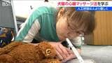 犬や猫に心臓マッサージや人工呼吸「命を救いたい」ペットの心肺蘇生法を学ぶ 新潟市 | 新潟のニュース・天気|BSN NEWS|BSN新潟放送