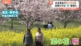 東京の桜満開は？　各地で桜が見ごろ　絶景！菜の花とのコラボも　なぜ？桜の名所「目黒川」では巨大幕が登場|TBS NEWS DIG