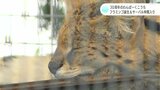 開園30周年のわんぱーくこうち フラミンゴ誕生&サーバルが仲間入り! | 高知のニュース・天気|KUTV NEWS | KUTVテレビ高知