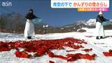 大寒の風物詩「真っ白」な雪原に「真っ赤」な唐辛子が映える 伝統の調味料『かんずり』の雪さらし 新潟県妙高市|TBS NEWS DIG