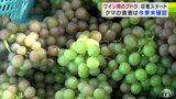 昨シーズンに約3トンのクマの食害を受けた農場で「ワイン用ブドウ」の収穫始まる 電気柵など対策を進め2024年は被害なし 約40トンの収穫を見込む|TBS NEWS DIG
