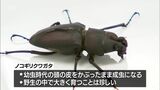 「頭は子ども カラダは大人」珍しいノコギリクワガタが見つかる 宮崎県総合博物館で展示 | MRTニュース | MRT宮崎放送
