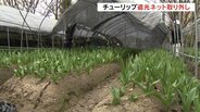遮光ネット取り外し　チューリップフェアに向け準備着々と　4月末に満開の見込み　富山・砺波市　|　富山のニュース｜天気・防災｜チューリップテレビ