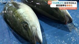 ”富山湾の王者”シーズンはすぐそこ　ブランド強化へ「ひみ寒ぶり」の認定基準を厳格化　7キロ以上から8キロ以上へ　富山・氷見市|TBS NEWS DIG