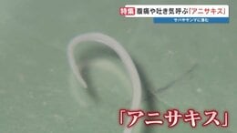 【世界初の電撃！】サバやサンマなどに潜む"アニサキス"食中毒　魚は焼かずに「寄生虫だけ」不活化する3万ボルトのパルスパワー装置を開発　熊本大学|TBS NEWS DIG