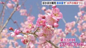 「春が近づいてきた」茨城・水戸市の偕楽園で梅まつり　ぽかぽか陽気で半分ほどの梅が見頃に　来月22日まで開催|TBS NEWS DIG