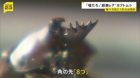 「嘘だろ」ツノの先が8つ“超激レア”カブトムシが誕生 “数十万匹に1匹の出現率”の変異個体|TBS NEWS DIG