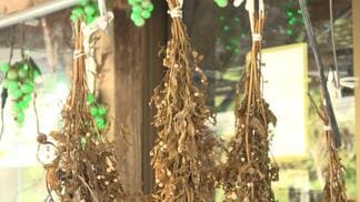 “山の香水” 琉球王国時代から受け継がれる香り草「ヤマクニブー」 | 沖縄のニュース|RBC 琉球放送