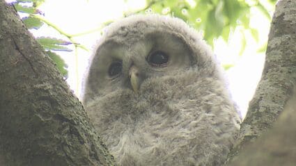 すごく癒やされます」幸運を呼ぶフクロウの赤ちゃん 今年も神社に登場