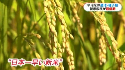 日本一早い新米」種子島で超早場米コシヒカリの収穫が最盛期 品質良好