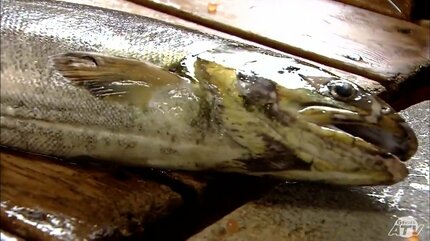 24時間で1匹…」かつて9万匹近くも獲れた“サケの漁場”のいま 昨シーズン