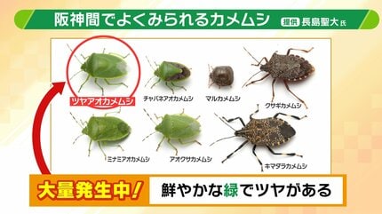 春なのに大量発生の「カメムシ」近寄らせぬためには『照明を蛍光灯