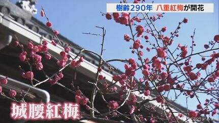 紅色が花が一足早く春告げる 樹齢290年の八重紅梅が開花 | 名古屋