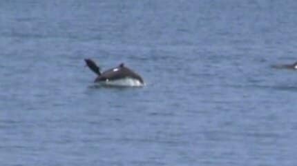 親子イルカが仲良くジャンプ!! GWの双海沖にイルカの群れが現れる 愛媛