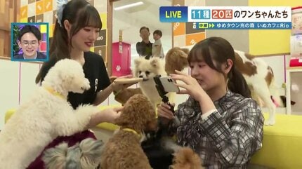 犬飼えないけど触れ合いたい…“11種20匹” 赤ちゃんわんこだらけの