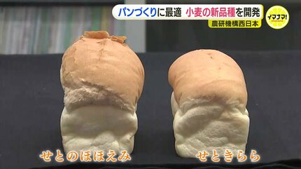 新品種の小麦「せとのほほえみ」開発 製パン性優れ病気強い 農研機構