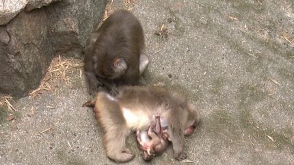 愛くるしいニホンザルの赤ちゃん 母ザルにぴったりくっつく【岡山