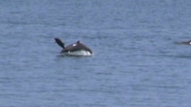 親子イルカが仲良くジャンプ!! GWの双海沖にイルカの群れが現れる 愛媛・伊予市|TBS NEWS DIG