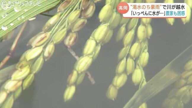 「いっぺんに水が…」渇水が一転記録的な豪雨　川が越水し田んぼが冠水　コメ農家が孤立　富山・高岡市|TBS NEWS DIG