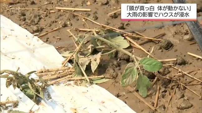 「頭真っ白。体が動かない」トマト栽培のハウスが浸水　台風15号に伴う大雨の影響　宮崎県内で農作物に被害|TBS NEWS DIG