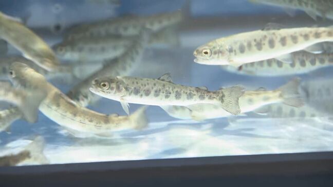 大きくなーれ!長野県のブランド品種・信州サーモン 稚魚の出荷始まる 「例年に比べても遜色ないサイズ」|TBS NEWS DIG