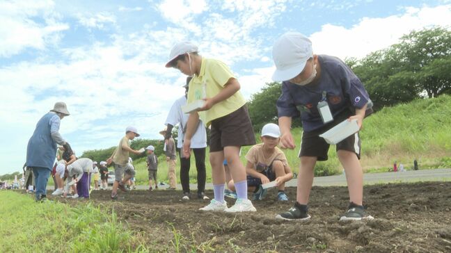 小学生が河川敷にコスモスの種まき　秋には20万本の色とりどりの花が咲き誇る　大分|TBS NEWS DIG