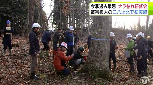 青森県内で今季過去最悪の被害の「ナラ枯れ」 被害拡大を受けて対処・予防法を学ぶ研修会 三八上北で初実施 青森県東北町|TBS NEWS DIG