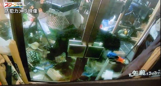 七面鳥1羽が食べられる被害　防犯カメラにクマの姿　宮城・加美町でクマの目撃情報|TBS NEWS DIG