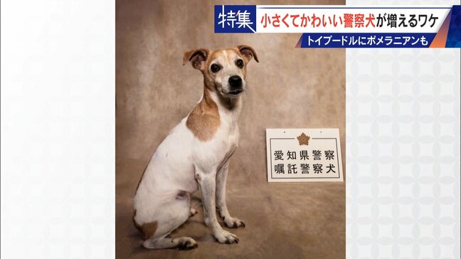 大型犬のイメージから一転… トイプードルなど小さくてかわいい警察犬が増加 全国の9割が“嘱託” 小型犬の採用が増えた理由とは|TBS NEWS DIG
