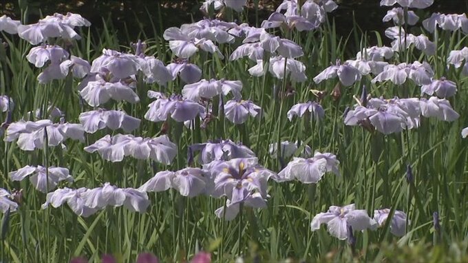 池畔に広がる紫色のグラデーション　約1100本のハナショウブが見頃迎える　甲府・芸術の森公園　|　山梨のニュース | ＵＴＹテレビ山梨