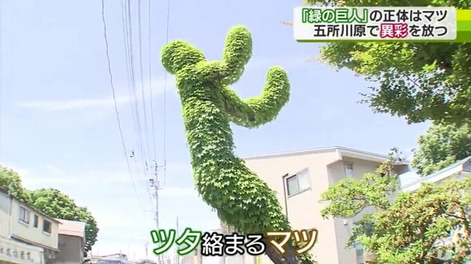 緑の巨人!?マツの木が驚きの変身　独特な形は「お姫様抱っこのよう」と表現する人も|TBS NEWS DIG