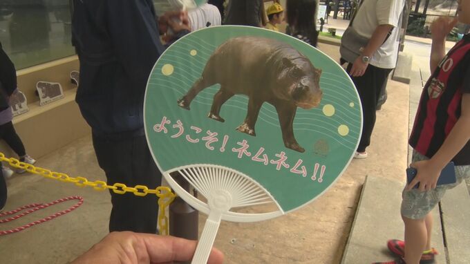 水の中でスヤスヤ　“世界三大珍獣”ミニカバ「ネムネム」お披露目！　沖縄こどもの国|TBS NEWS DIG